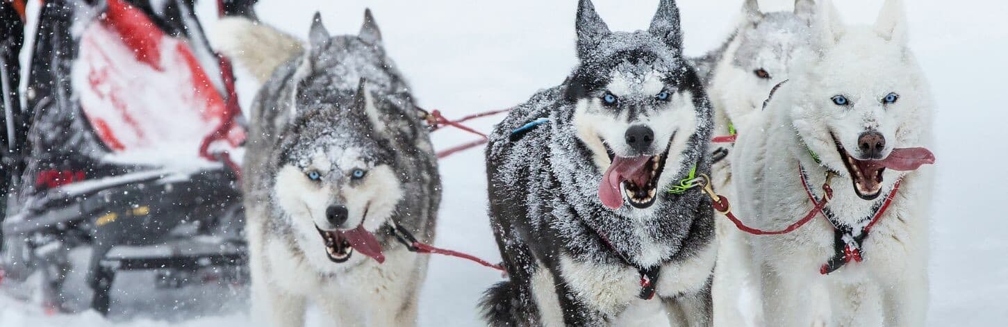 Les activités sportives d'hiver que vous pouvez partager avec votre chien Nordique