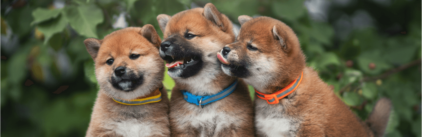 Nom de chien en B pour 2026