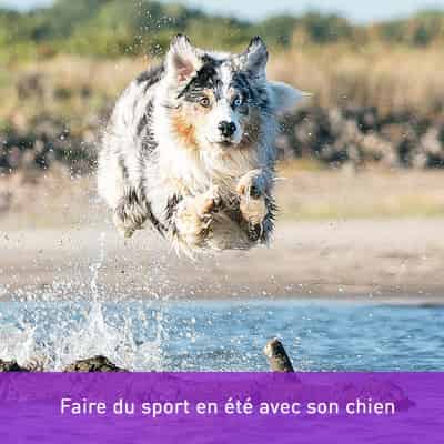 Faire du sport en été avec son chien