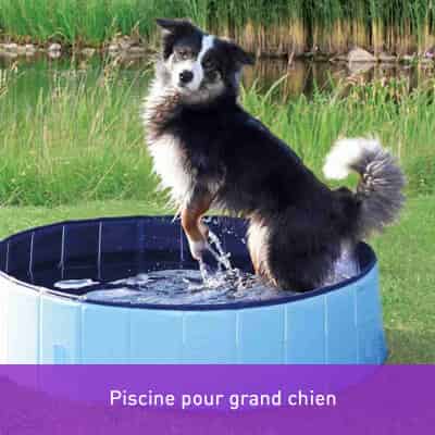Piscine pour grand chien