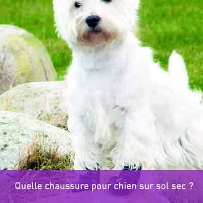 Quelle chaussure pour chien sur sol sec ?