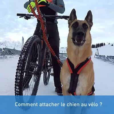Comment attacher le chien au vélo ?