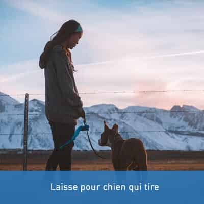 Laisse pour chien qui tire