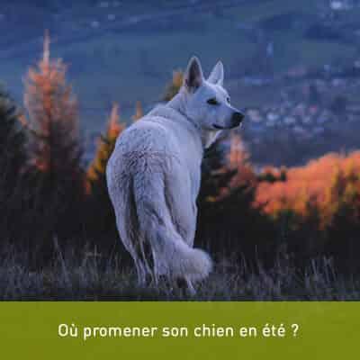 Où promener son chien en été ?
