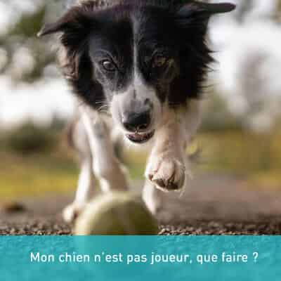 Mon chien n’est pas joueur, que faire ?