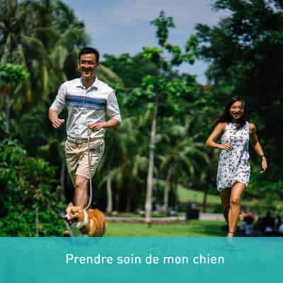Prendre soin de mon chien