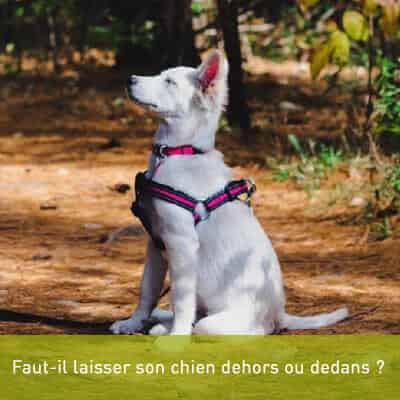 Faut-il laisser son chien dehors ou dedans ?