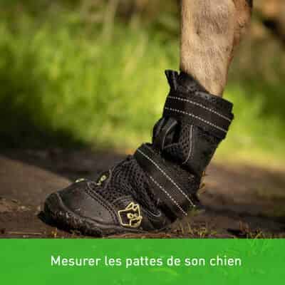 Mesurer les pattes de son chien