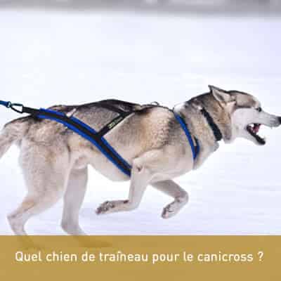 Quel chien de traîneau pour le canicross ?