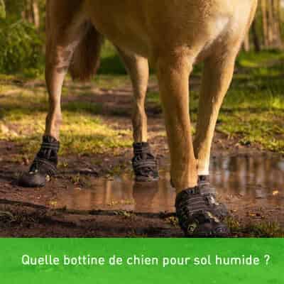 Quelle bottine de chien pour sol humide ?
