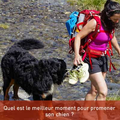 Quel est le meilleur moment pour promener son chien ?