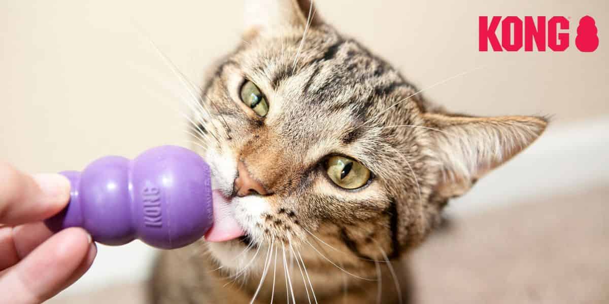 Jeux Kong pour chats