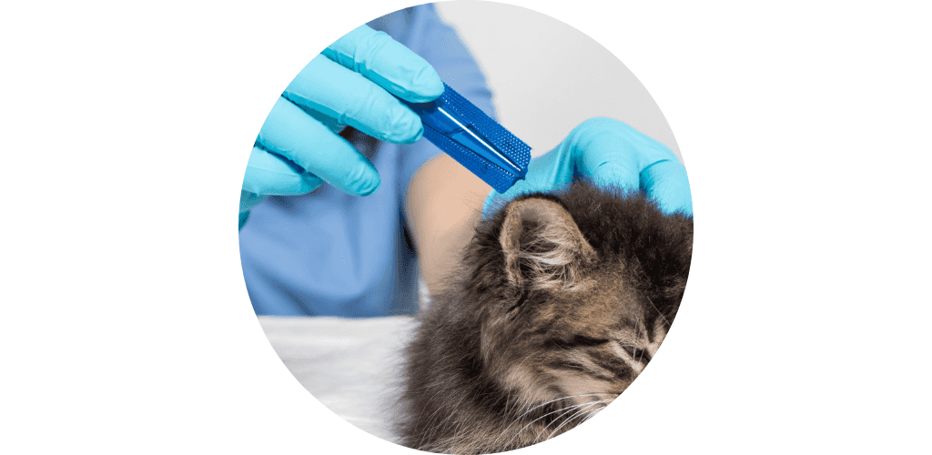 Application antiparasitaire pour chat