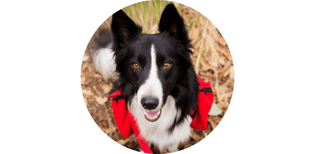 Sac de bât pour canirando