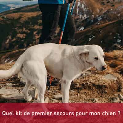 Quel kit de premier secours pour mon chien ?