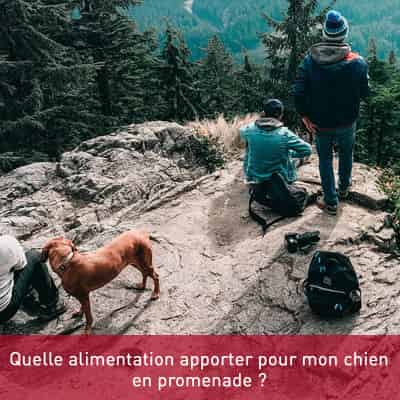 Quelle alimentation apporter pour mon chien en promenade ?