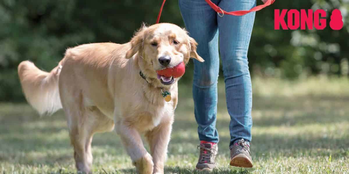 Jeux Kong pour chiens