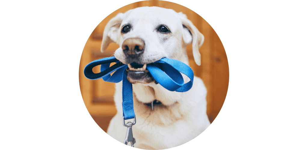 Laisse pour chien