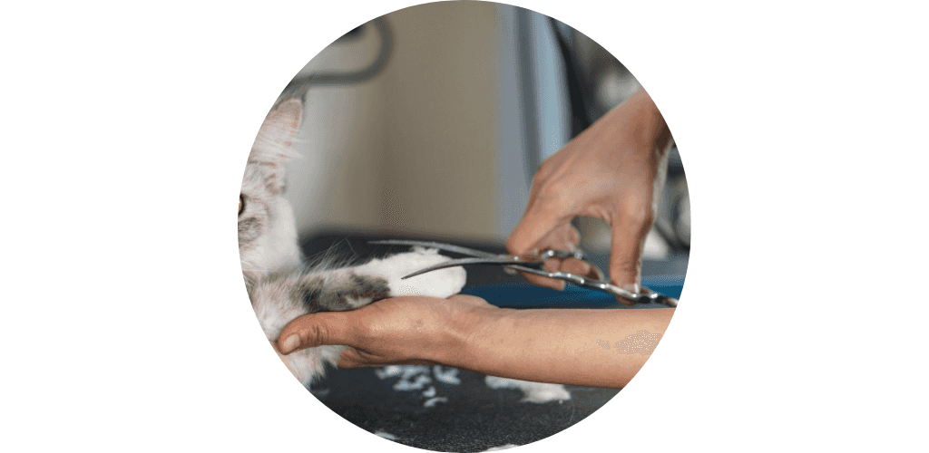 Ciseaux de toilettage pour chat