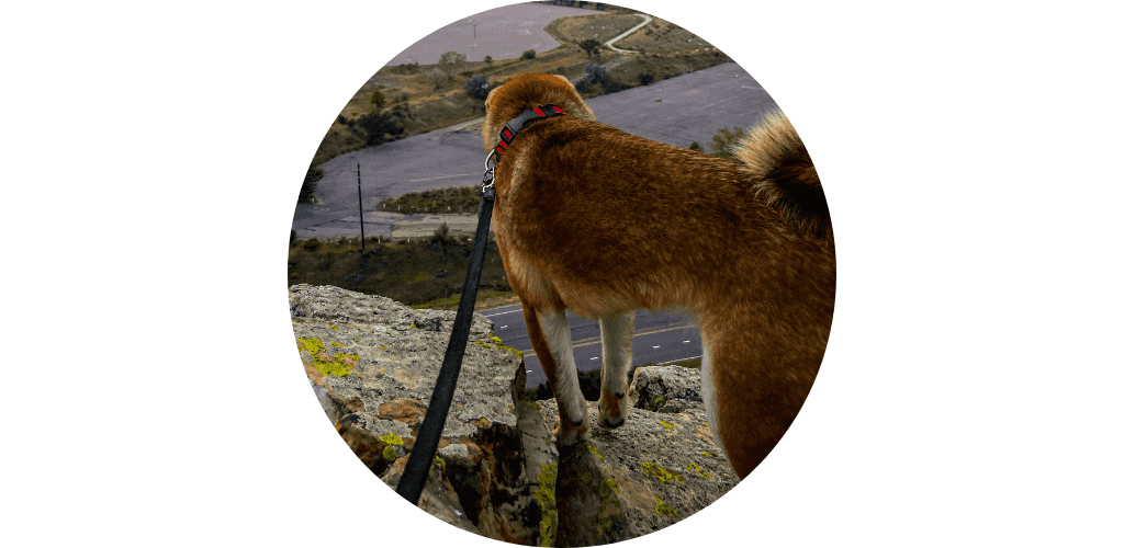 Laisse pour canirando