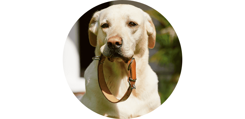 Collier pour chien