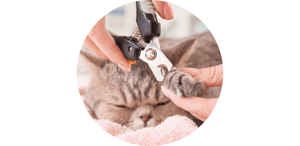 Coupe griffes pour chat