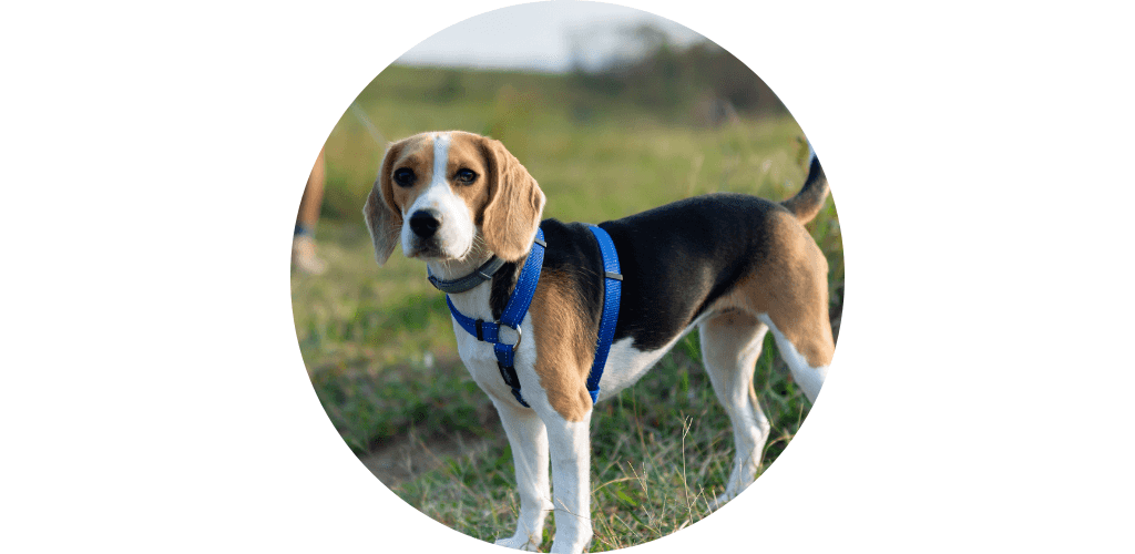 Harnais pour canirando