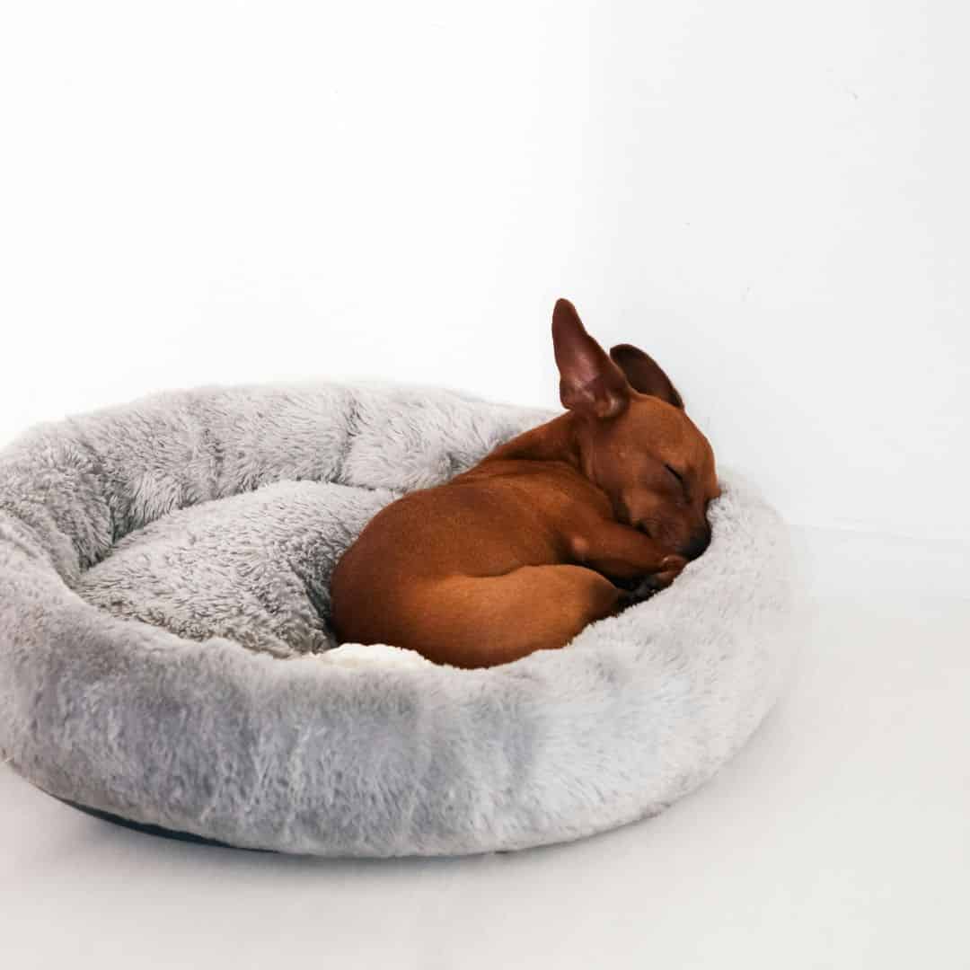 panier pour chien