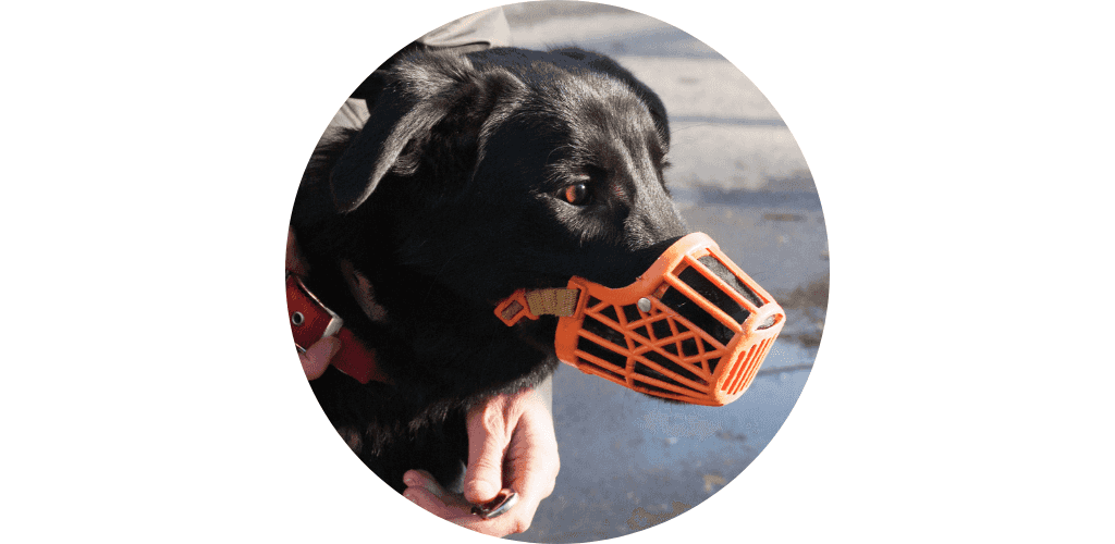 Muselière pour chien