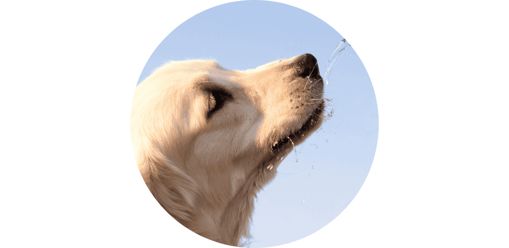 Ecuelle pour canirando