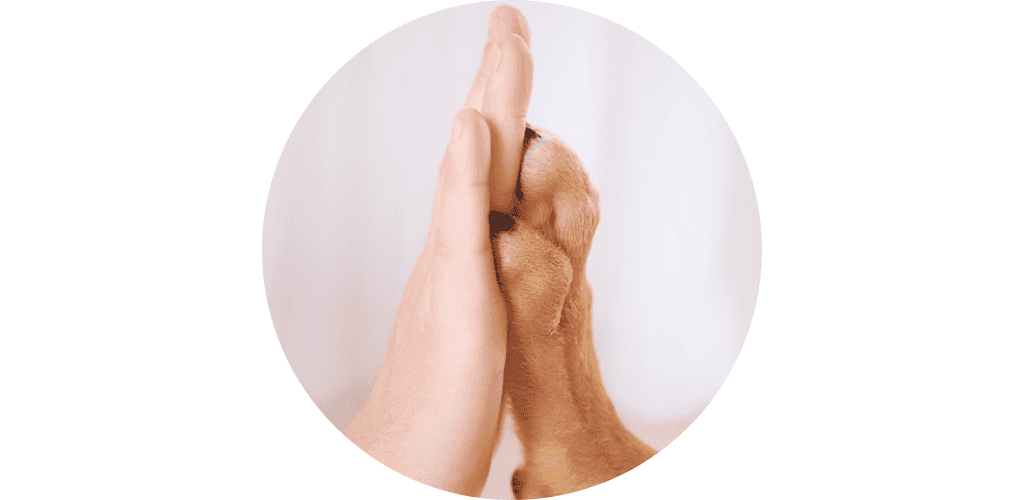 Chaussette pour canirando