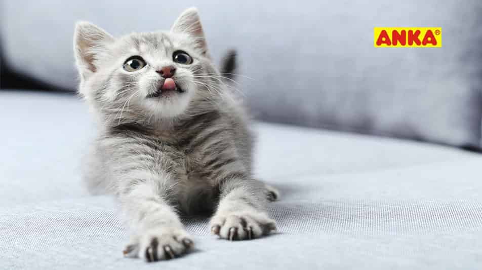 Anka, marque spécialisée pour chats