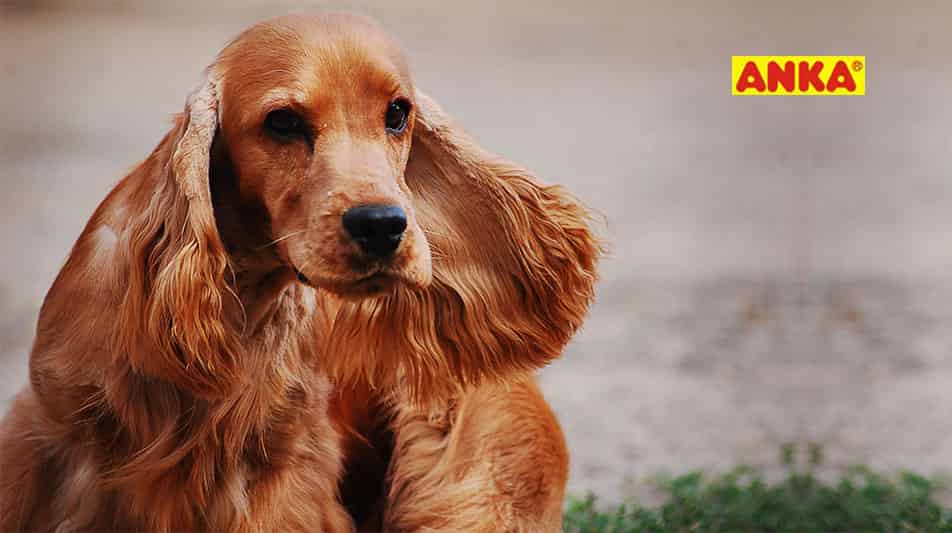 Anka, marque spécialisée pour chiens