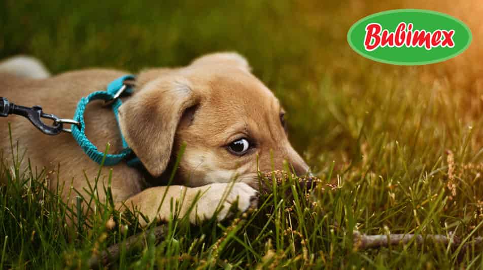 Bubimex friandises pour chiens