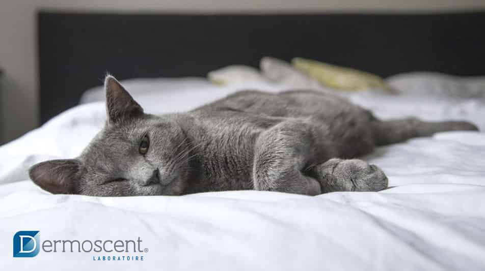 Dermoscent produits de soin pour la peau et pelage