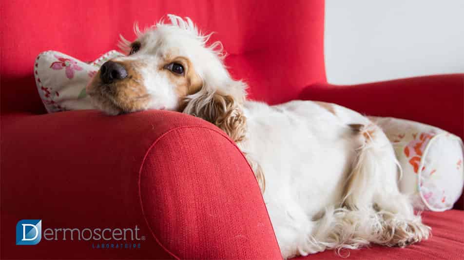Dermoscent spécialisés dans les produits dermatologiques pour chien