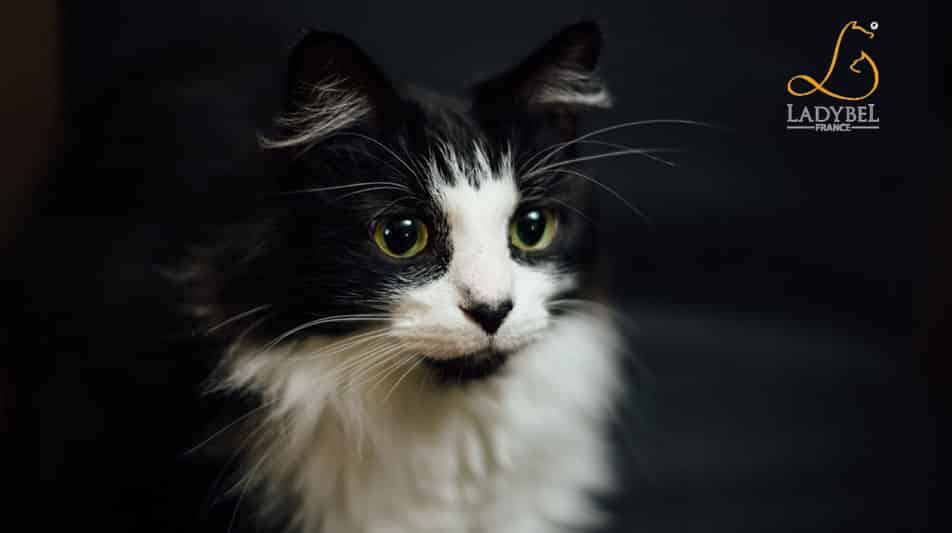 Ladybel shampoings pour chats