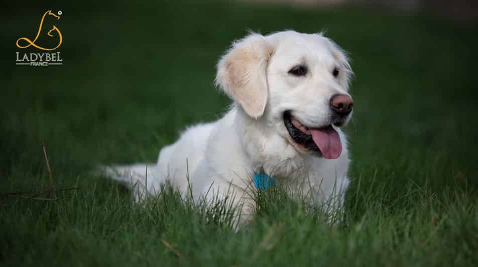Ladybel shampoings pour chiens