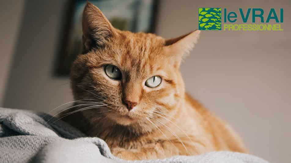 Le vrai produits d'entretien au pin des landes