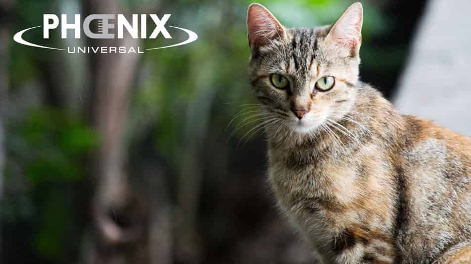 Phoenix marque pour toiletteurs