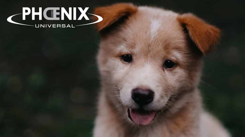 Phoenix marque pour toiletteurs