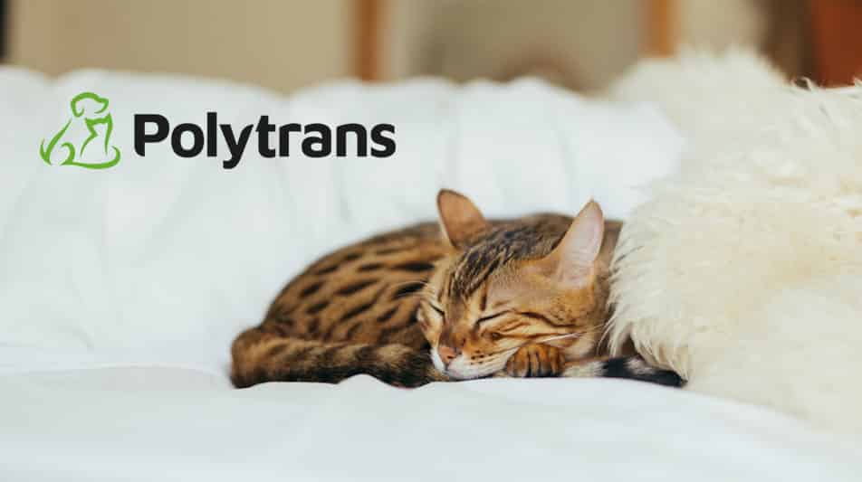 spécialiste d'accessoires pour chien et chat