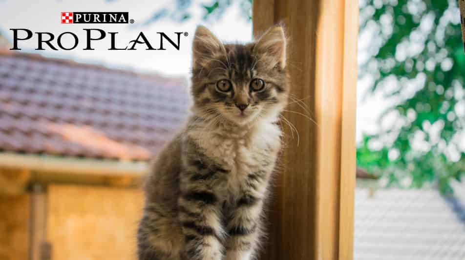 Proplan nourritures pour chats