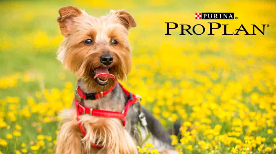 Proplan nourritures pour chiens