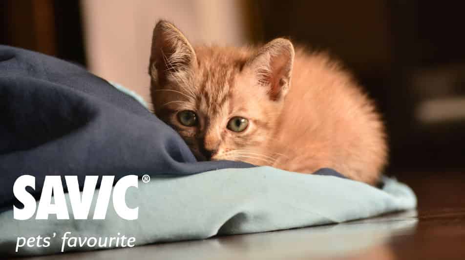 Savic accessoires pour chats