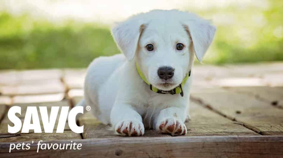 Savic accessoires pour chiens