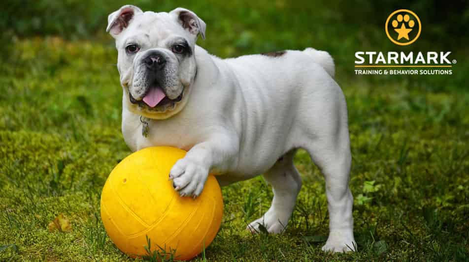 Starmark jeux et jouets éducatifs pour chiens