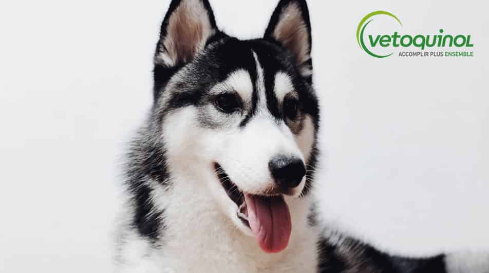 Vetoquinol est un laboratoire vétérinaire français