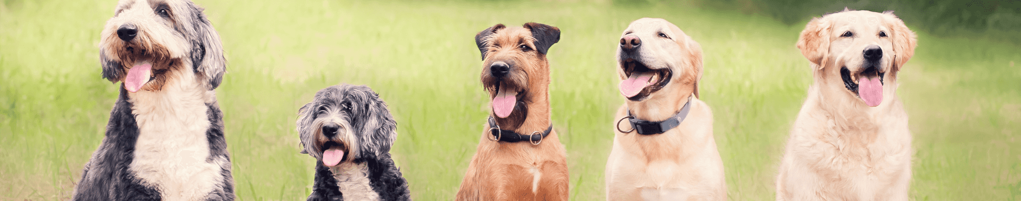 Compost pour déjections canines