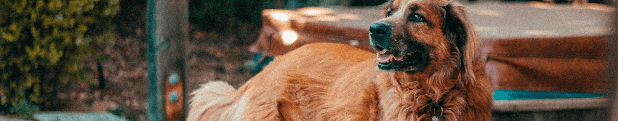 MP Labo chien et chat